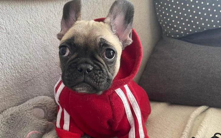 Piesek w czerwonym dresie, siedzący na kanapie.