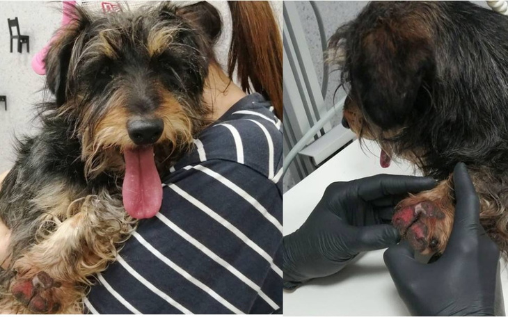 Zbiórka POMOCY Pilna operacja - zdjęcie główne