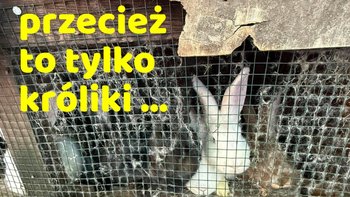 Zbiórka Bo to tylko króliki, przecież wszystko w porządku... - miniaturka zdjęcia
