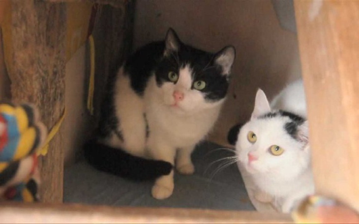 Zbiórka Porzucone Liczą Na Twoją Pomoc - zdjęcie główne