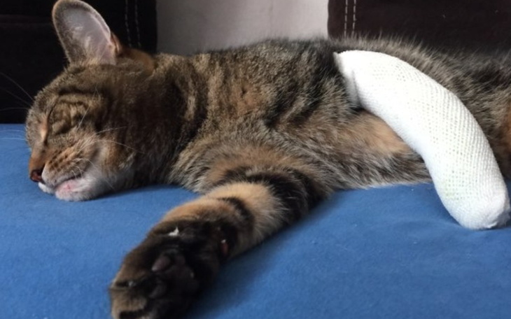 Zbiórka Na operację łapy kota - zdjęcie główne