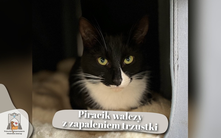 Zbiórka Piracik - błagamy o pomoc - zdjęcie główne