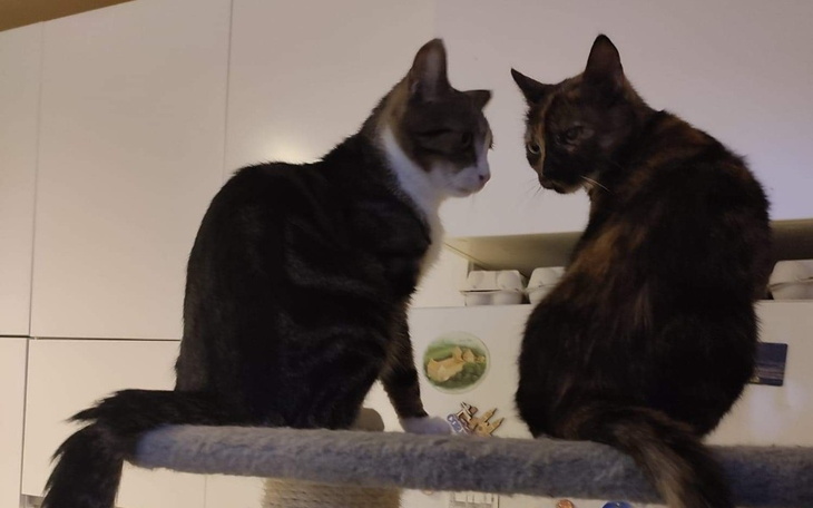 Zbiórka Stefan prosi WAS o pomoc - zdjęcie główne