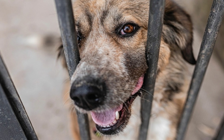 Pies patrzący przez kraty, z uśmiechem na pyszczku.