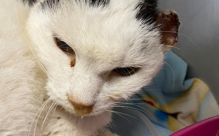 Zbiórka Bezdomna Sasza prosi o wsparcie. - zdjęcie główne