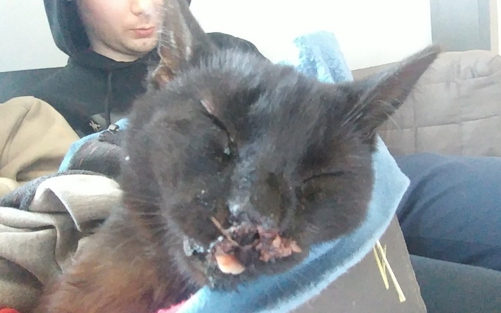 Czarny kot śpiący na kanapie, z jedzeniem na pyszczku.