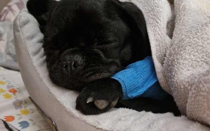 Zbiórka Dalsze leczenie psiaka - zdjęcie główne