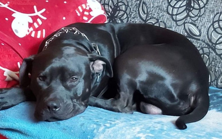 Zbiórka Nowe Psy - ANiczyje - zdjęcie główne