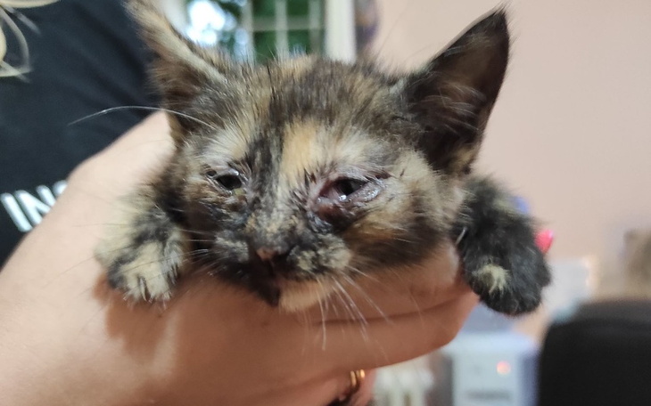 Zbiórka Schorowane kocie rodzeństwo... - zdjęcie główne