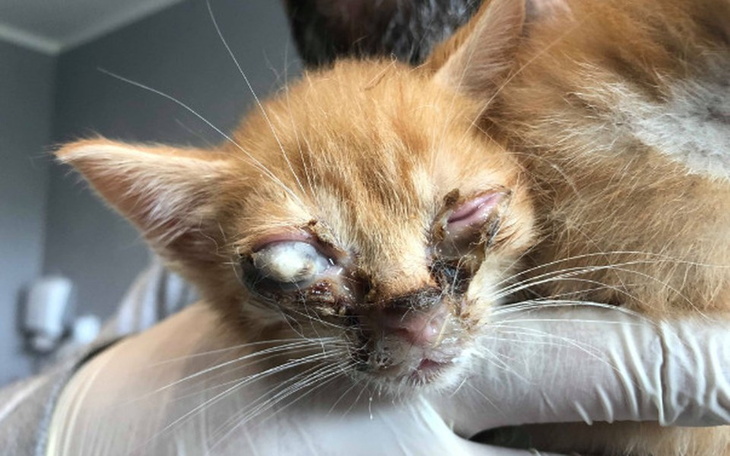 Zbiórka Straciły oczy- czy stracą życie? - zdjęcie główne