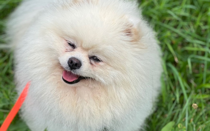 Zbiórka Felix- zdążyć przed uduszeniem - zdjęcie główne