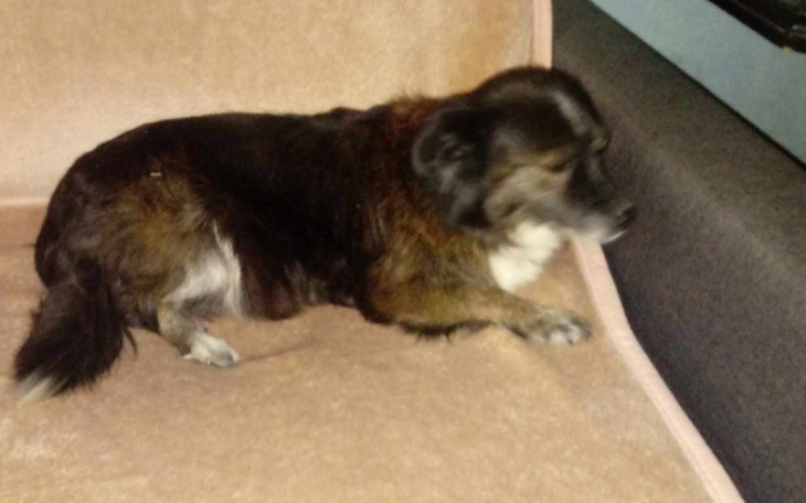 Zbiórka Dla diny,Rak,zabieg - zdjęcie główne