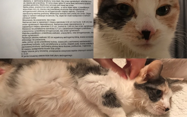 Zbiórka SERAFINA MA FIP Proszę o pomoc - zdjęcie główne