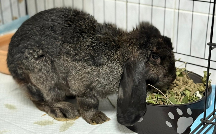 Królika jedzący siano w klatce.