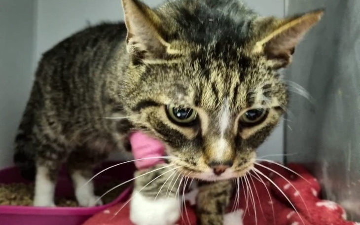 Zbiórka Remus - kocur znikąd - zdjęcie główne