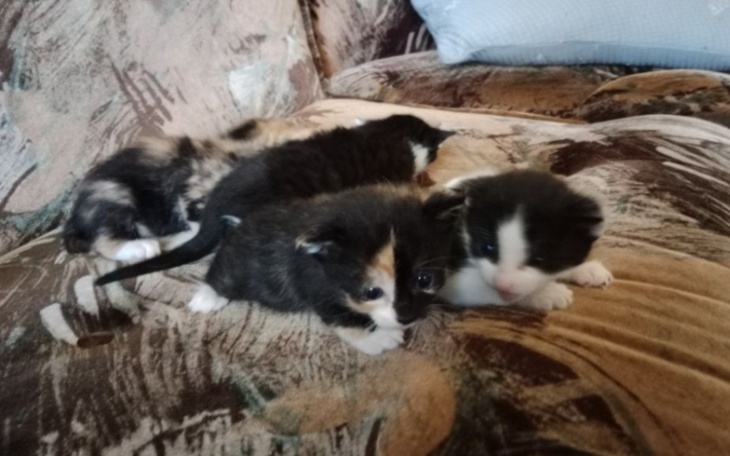 Zbiórka Ratuj Bez Ciebie nie dadzą rady - zdjęcie główne