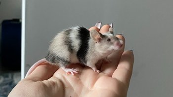 Zbiórka Na leczenie weterynaryjne - miniaturka zdjęcia