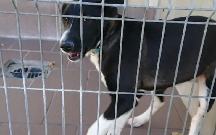 Pies w klatce, czekający na nowy dom.