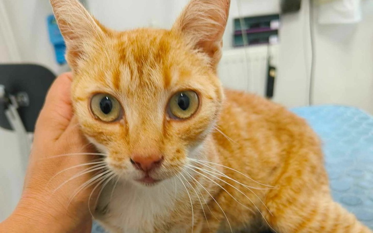 Zbiórka Sterelizacja kotki z Klimek - zdjęcie główne