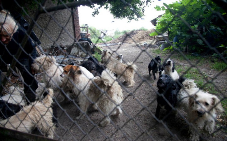 Wiele psów biegających w podwórku, w tle zarośla.