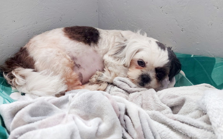 Zbiórka Ratujemy Lili i maluszka - zdjęcie główne