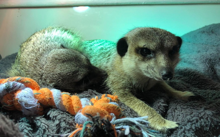 Zbiórka Karma dla zwierzat i akcesoria - zdjęcie główne