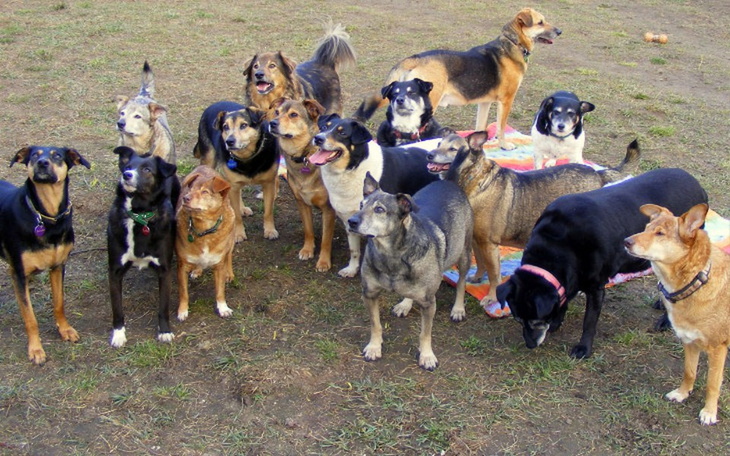 Zbiórka Białogonkowa szopka na przydasie - zdjęcie główne