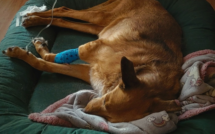 Pies odpoczywający na legowisku z opatrunkiem.