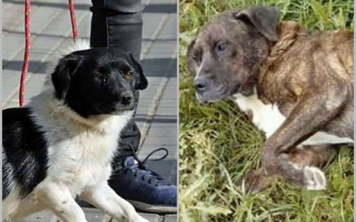 Zbiórka Bilet z Radys dla dwóch suniek - zdjęcie główne