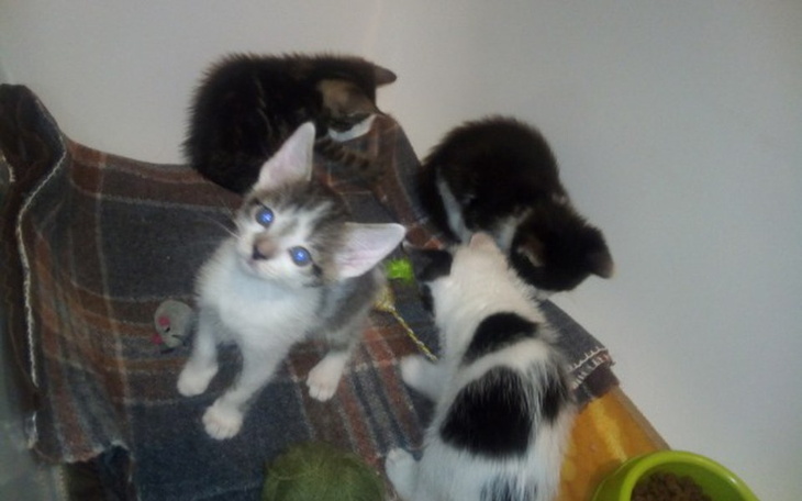 Zbiórka Sterylizacje myslowickich kotow - zdjęcie główne