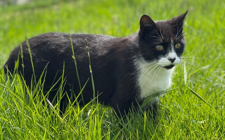 Zbiórka Kuracja Fip dla Gizmo - zdjęcie główne