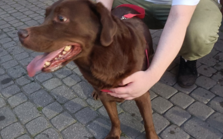 Zbiórka Uratuj Trewora - zdjęcie główne