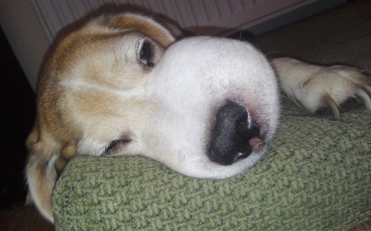 Zbiórka Nasz przyjaciel rodziny - zdjęcie główne