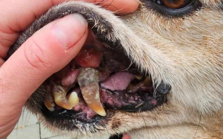 Zbiórka Leczenie zębów Chesterka - zdjęcie główne