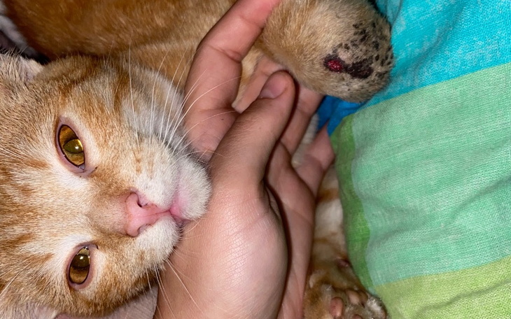 Zbiórka Amputacja łapki Benia - zdjęcie główne