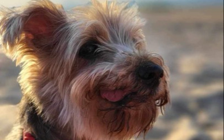 Zbiórka Dłuższe życie dla Lolka - zdjęcie główne