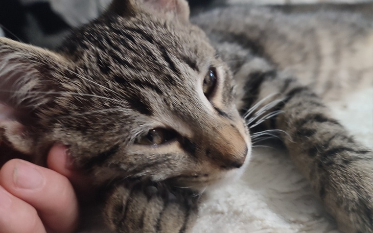 Zbiórka Walka o przetrwaniee - zdjęcie główne