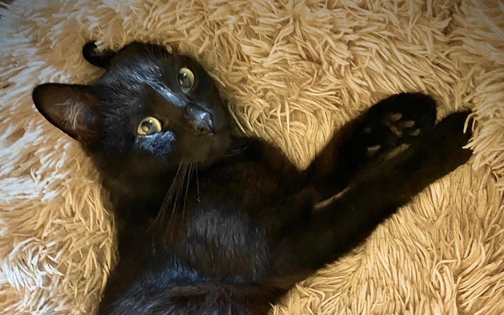 Zbiórka Na chorego Kocurka Kajtka - zdjęcie główne