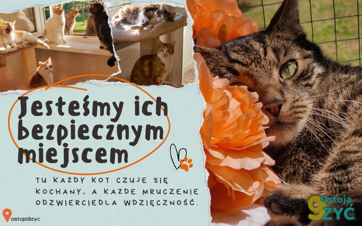 Grupa kotów w bezpiecznym miejscu, z napisem o miłości do zwierząt.