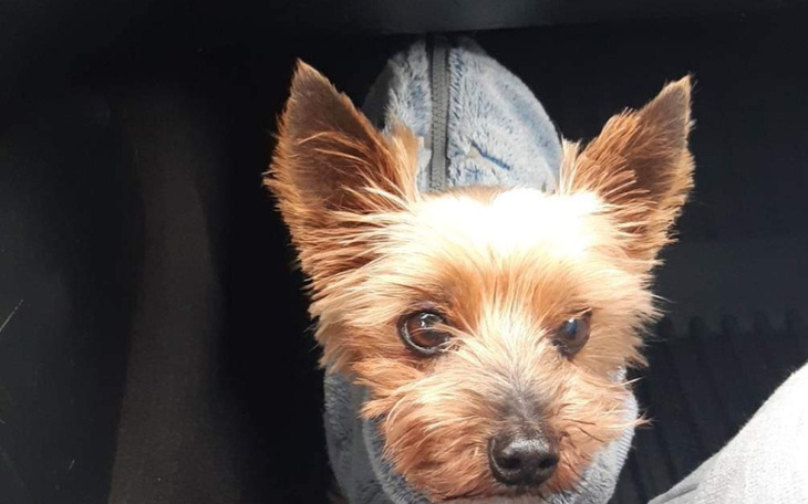 Zbiórka Pomóżmy yorkowi wygrać z rakiem - zdjęcie główne