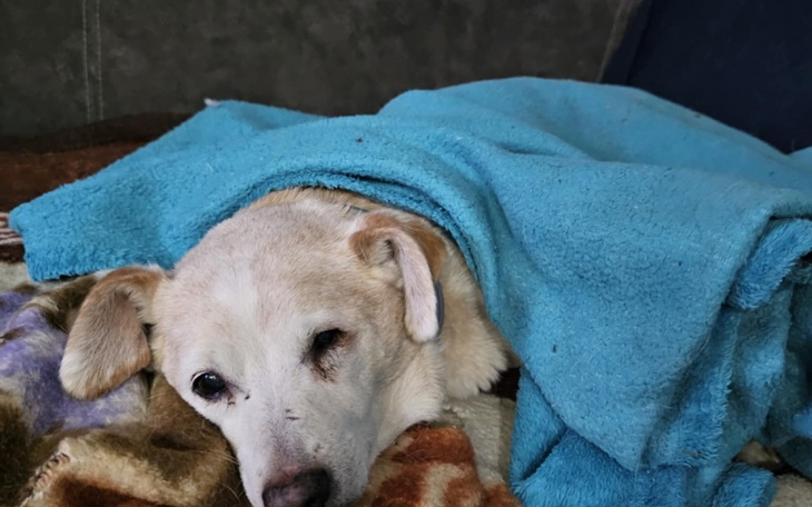 Zbiórka Na sanacje Misi - zdjęcie główne