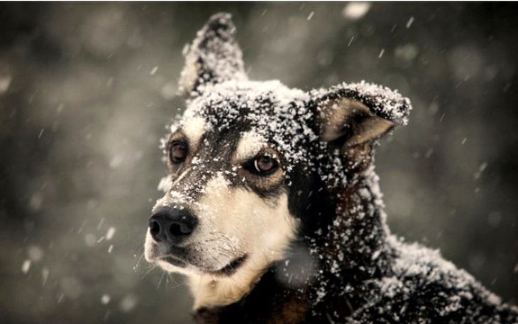 Zbiórka Zima to trudny czas dla zwierząt - zdjęcie główne