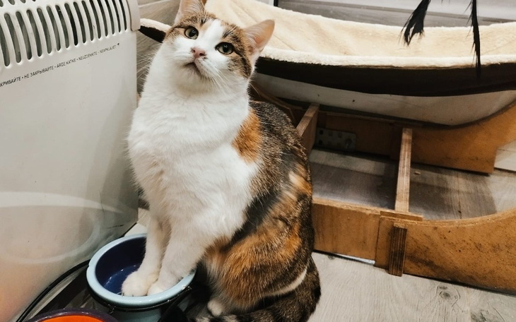 Zbiórka Dla głodomorków - zdjęcie główne