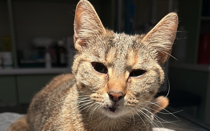 Zbiórka Kotek pilnie potrzebuje operacji - zdjęcie główne