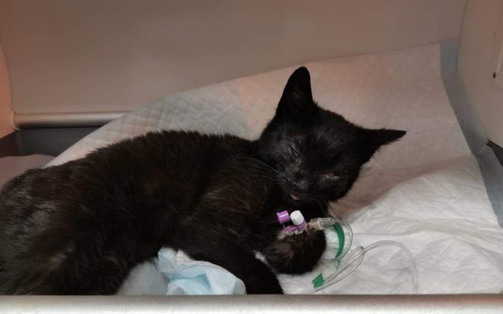 Zbiórka Uratujmy życie Ali - zdjęcie główne