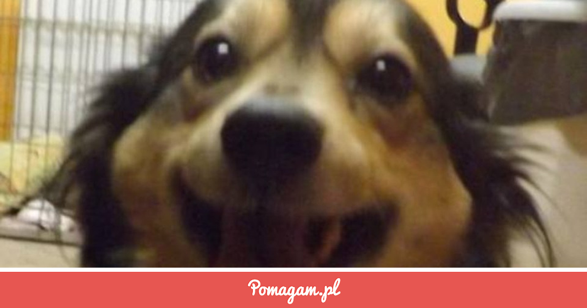 pomagam.pl