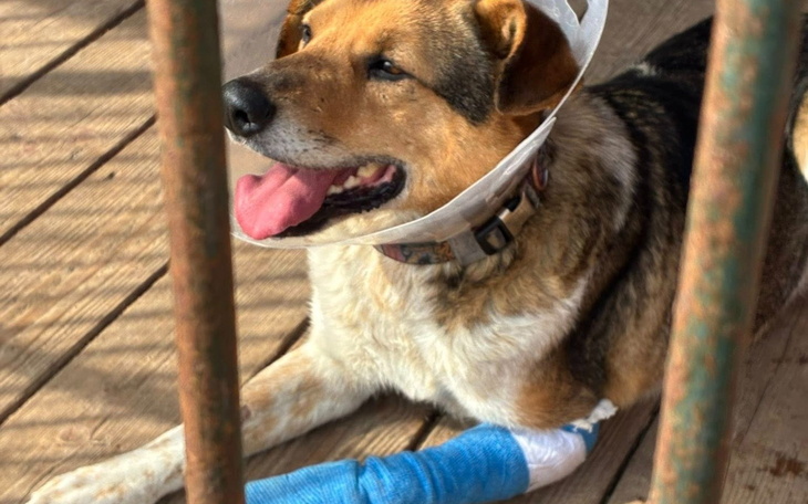 Pies z opatrunkiem na nodze, odpoczywający na podłodze.