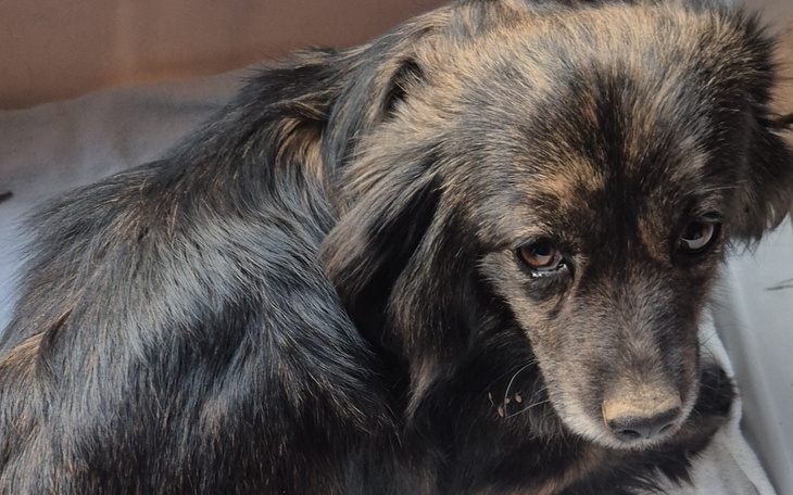 Czarny pies z wyrazem smutku na twarzy.