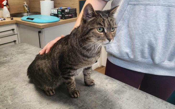 Kot siedzący na stole, z wyraźnym spojrzeniem.