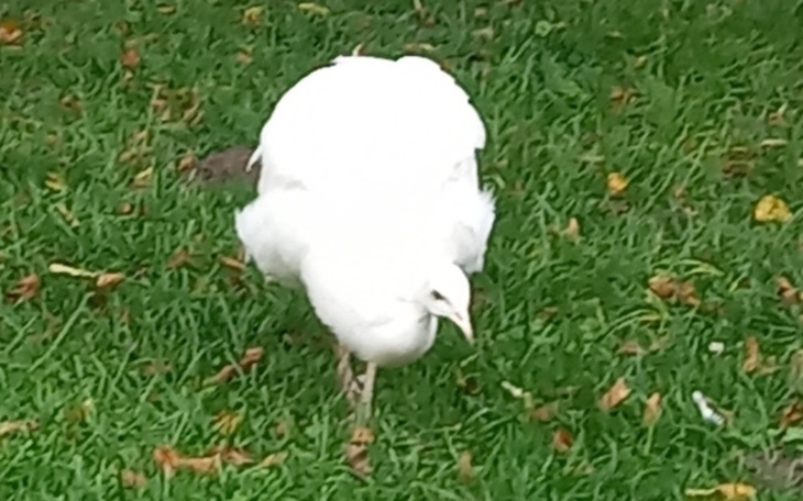 Zbiórka Na korepetycje z angielskiego - zdjęcie główne